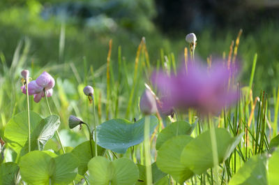 Pink Lotus form