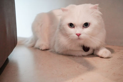 pet