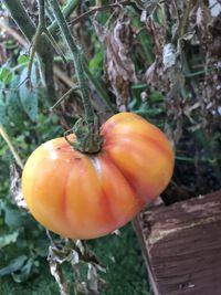 Close-up of orange growing on field