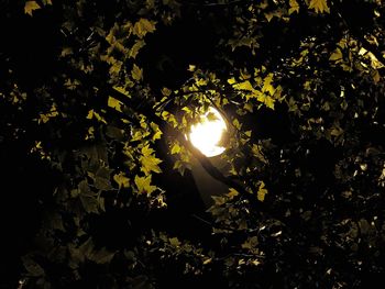 Low angle view of sunlight streaming through tree