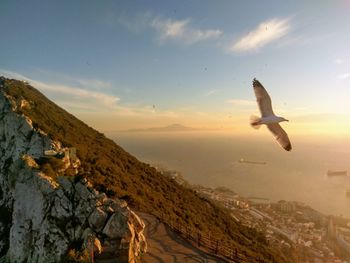 Seagull flying over sea against sky