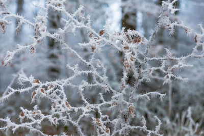 Close-up of frozen tree