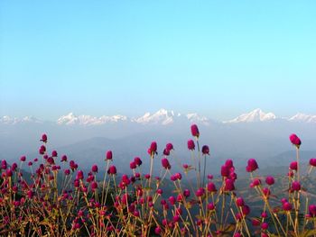 Close-up of pink flowers