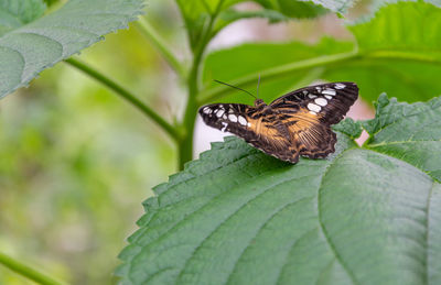 Close-up of butterfly on leaf