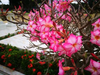 Close-up of pink flowers on tree