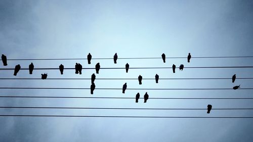 Low angle view of birds perching on cable against sky