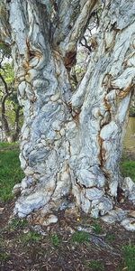 Close-up of moss growing on tree trunk