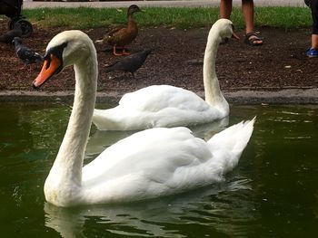 Swan floating on lake