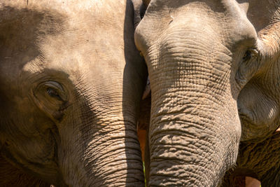 Close-up of elephant