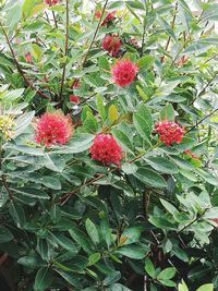 Close-up of red berries growing on tree