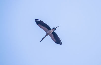 Bird flying against clear blue sky