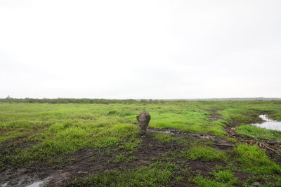 View of sheep on grassy field against sky