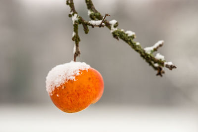 Close-up of snow on tree