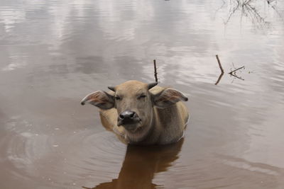 High angle view of dog in lake