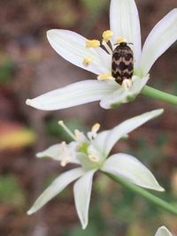 Close-up of white flowers
