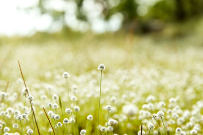 Close-up of flowers growing in field