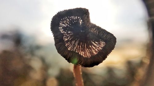 Close-up of mushroom growing outdoors