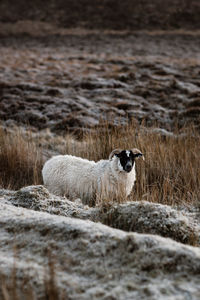Sheep standing in a field