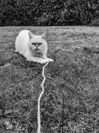 Portrait of a cat on field