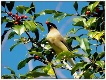 Low angle view of birds perching on branch