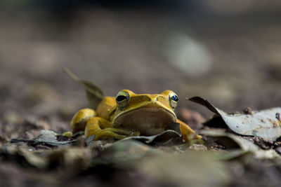 Close-up of frog on land