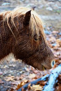 Close-up of a horse