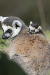 Close-up of lemure and her baby lying on land