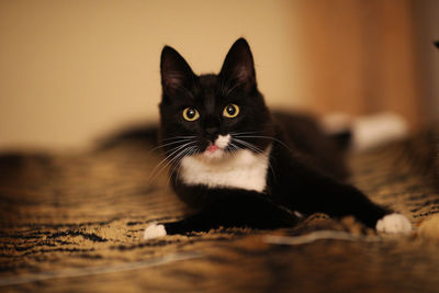 Close-up portrait of cat at home