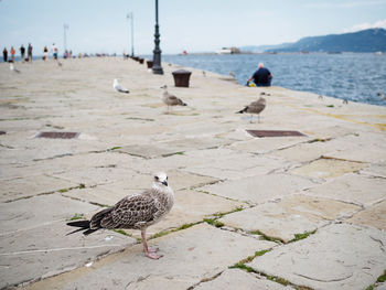 Seagulls on footpath by sea in city
