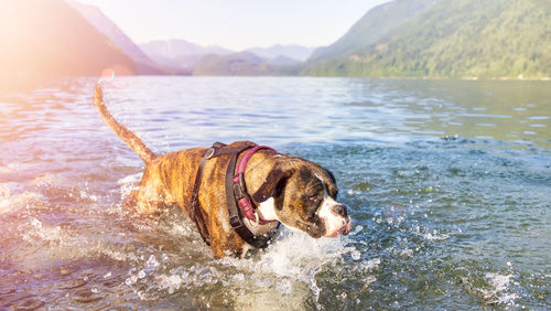 Dog in a lake