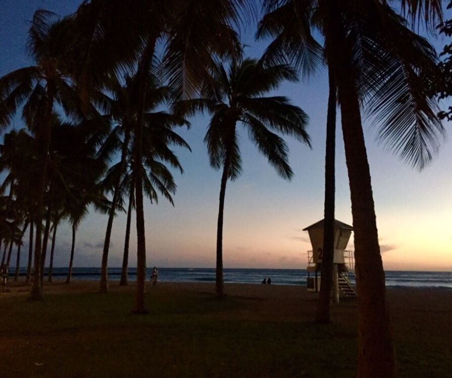 palm tree, sea, beach, water, scenics, nature, beauty in nature, tree, tranquil scene, horizon over water, tranquility, tree trunk, sunset, silhouette, idyllic, sand, sky, outdoors, vacations, no people, day