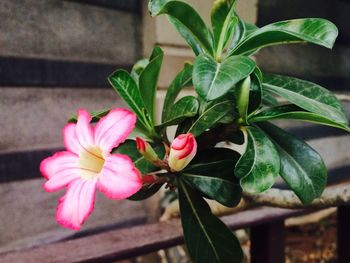 Close-up of pink flowers blooming outdoors