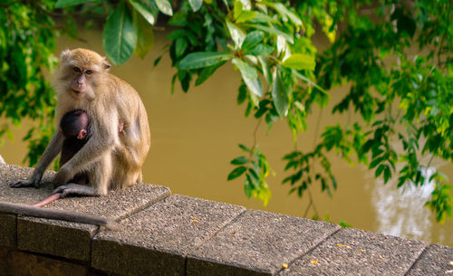 Monkey sitting on retaining wall