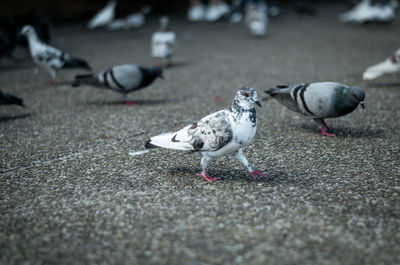 High angle view of pigeons perching on footpath