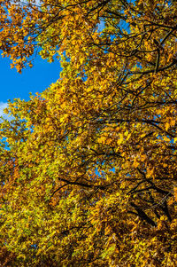 Low angle view of yellow tree against sky