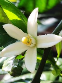 Close-up of white flowering plant