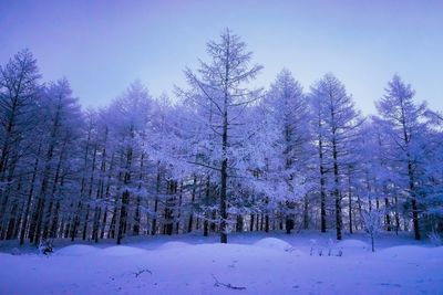 Trees on snow covered field against sky