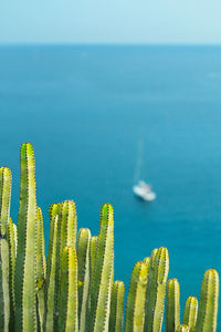 Close-up of yellow plants against blue sky