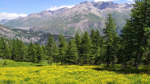 Scenic view of pine trees on field against sky