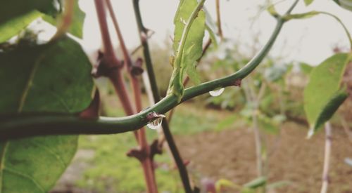 Close-up of plant