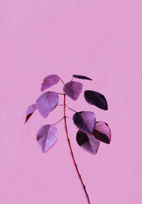 Close-up of leaves against pink background