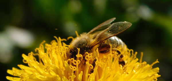 Close-up of bee on yellow flower