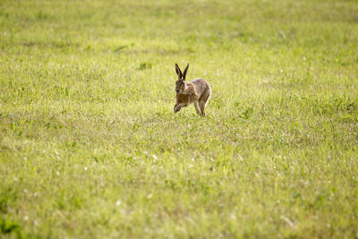 Deer in a field