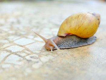 Close-up of snail