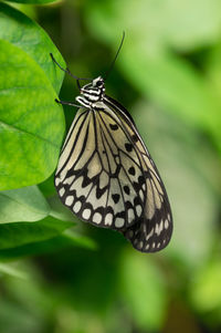 Close-up of butterfly on leaf