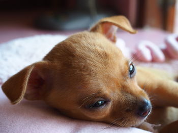 Close-up of a dog at home