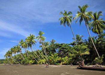 Palm trees on beach against blue sky