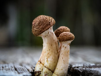 Close-up of mushroom growing in forest