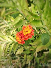 Close-up of marigold blooming outdoors