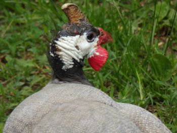 Close-up of a bird on field